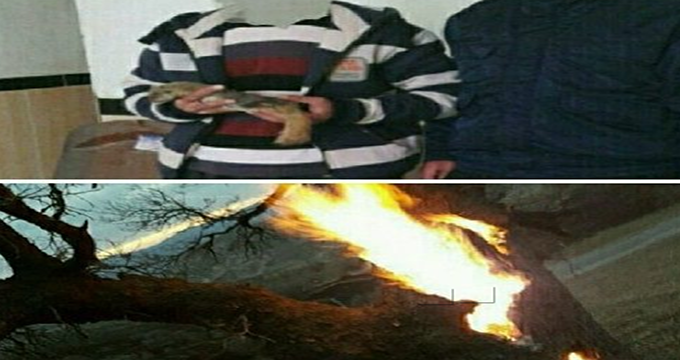 دستگیری شکارچیانی که درختان را آتش می زدند