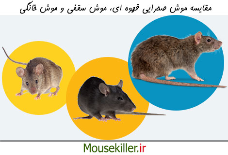 مقایسه موش صحرایی با سایر موش ها