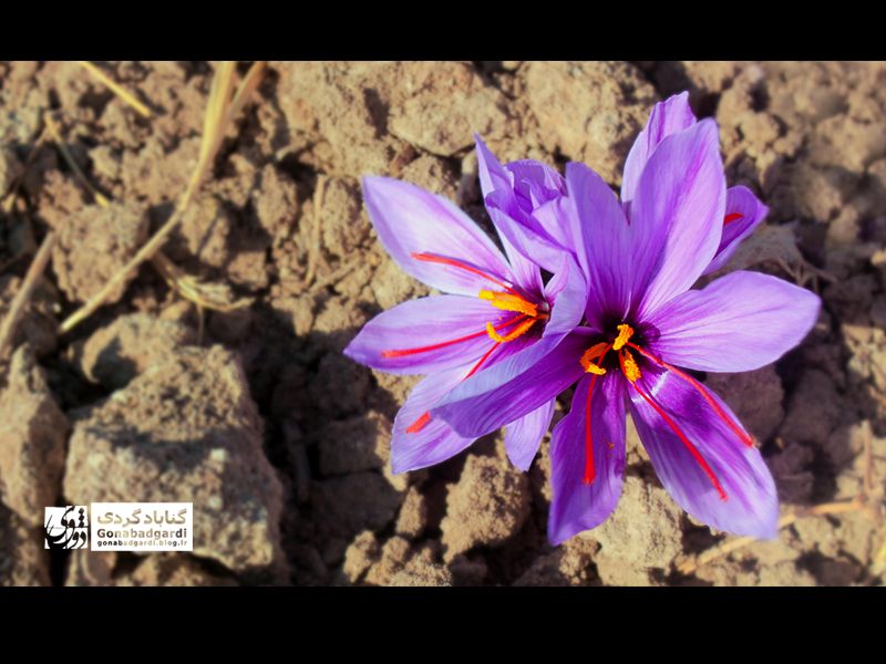 تصویر گل زعفران