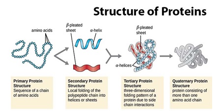 مقدمه ای بر ساختار پروتئین ها
