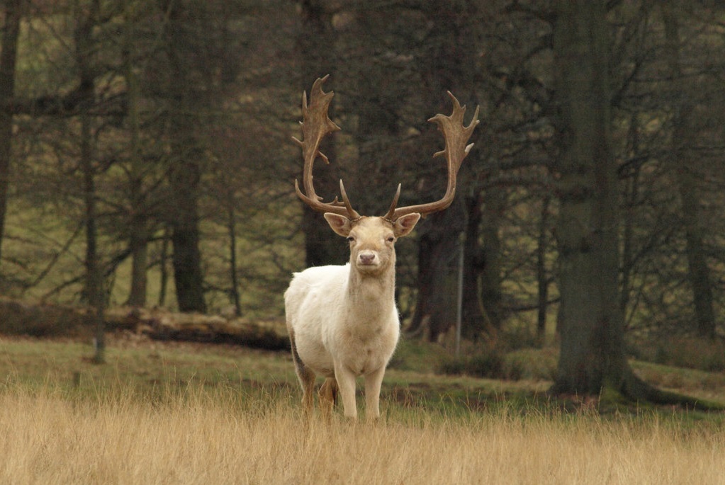 stag animal meaning - 1023 × 685.