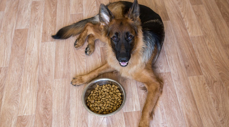 مهم‌ترین سوالات در مورد نحوه تغذیه سگ ژرمن شپرد