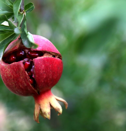 سایه دهی به درختان انار