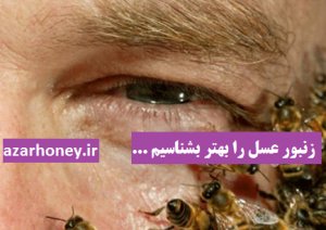 شناخت کامل زنبور عسل (بخش دوم)