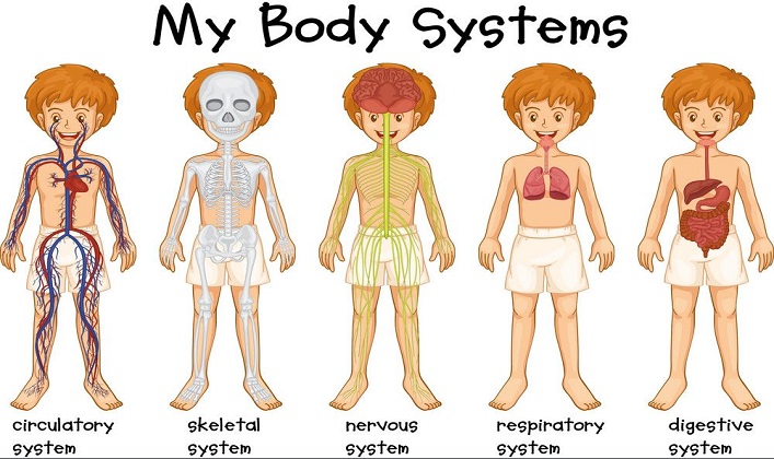 کارکلاسی صفحه 15 کاروفناوری هفتم بررسی چند سیستم در بدن انسان
