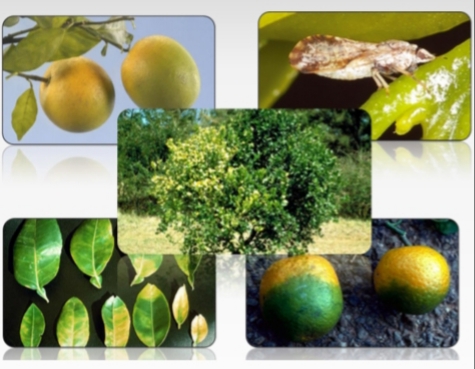 بیماری شاخه زرد یا میوه سبز مرکبات (گرینینگ مرکبات)