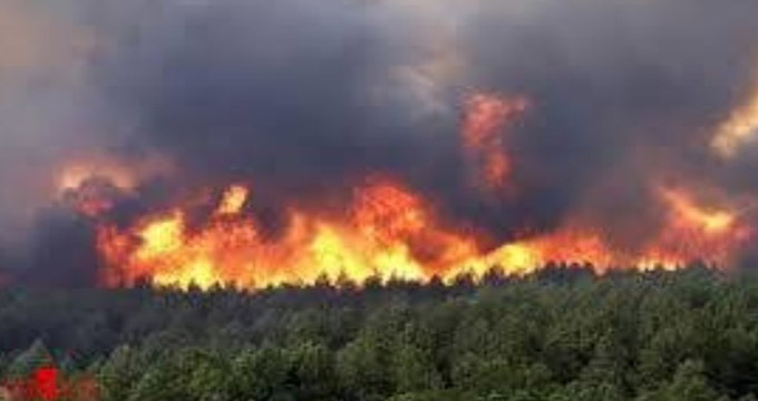 علت آتش سوزی در جنگل های شمال کشور