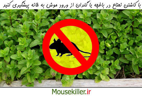 با کاشتن نعناع در باغچه یا گلدان از ورود موش به خانه پیشگیری کنید