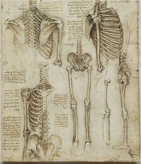 زارهای لئوناردو داوینچی - عکس آناتومی بدن انسان - وبلاگ شخصی حامد پروینی