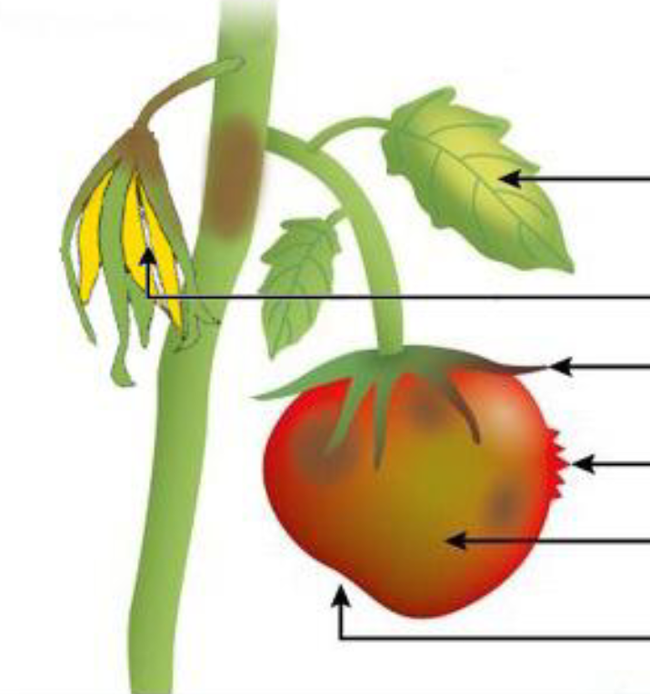 روش های انتقال بیماری چروکیدگی گوجه فرنگی