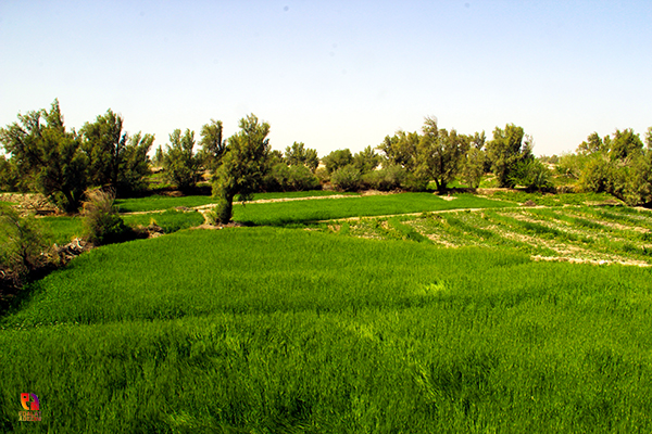 روستای علی صوفی