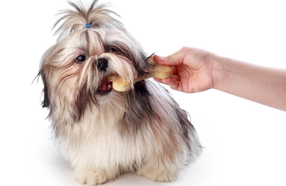 سگ شیتزو در روز چقدر غذا می خورد؟
