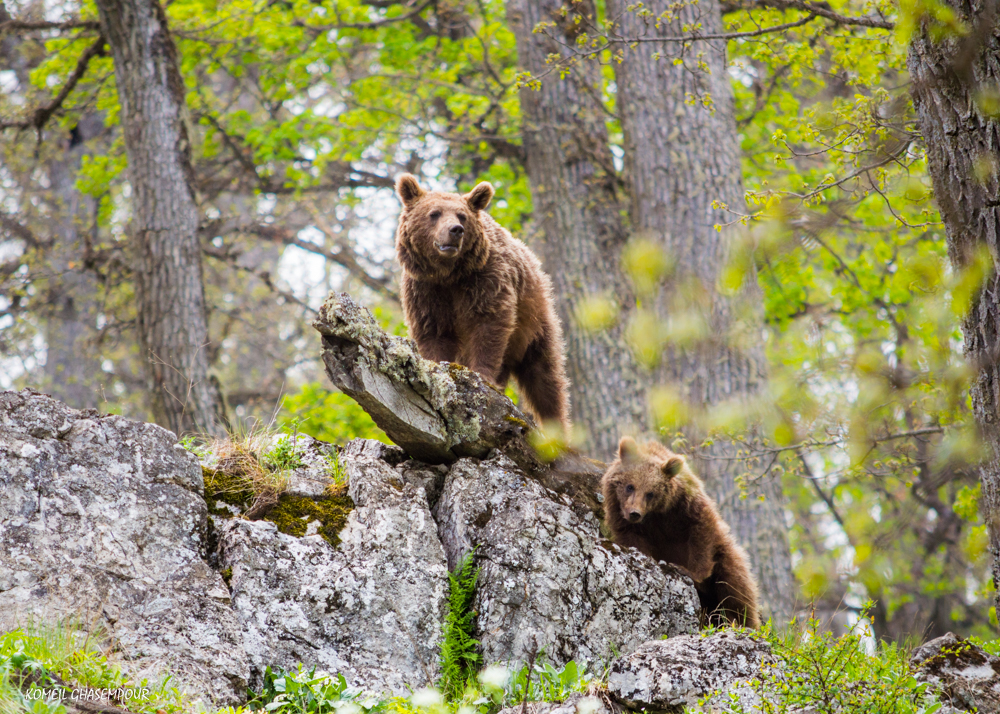 خرس مادر و 3 توله