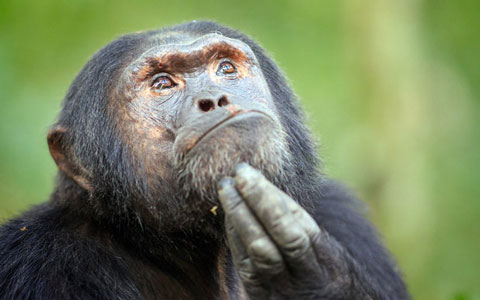شامپانزه متفکر
