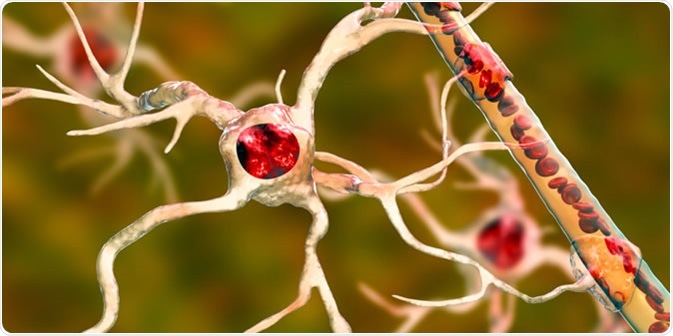 یکی از کاربرد های آستروسیت ها تغذیه نورون ها بوسیله رگ های خونی است