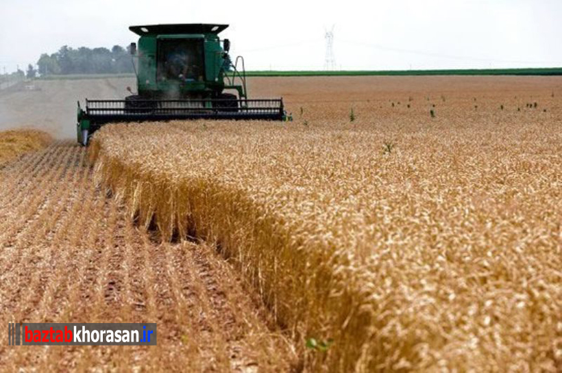 برداشت 6000 تن گندم امسال از مزارع شهرستان سربیشه