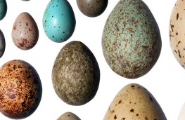 چرا تخم پرندگان بیضی است؟