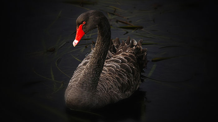 Black-Swan