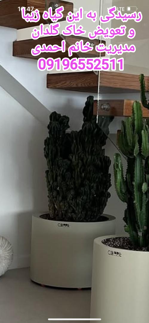 رسیدگی به گیاهان آپارتمانی تعویض خاک گلدان در محل میرداماد اعزام نیرو فوری 09196552511 خانم احمدی
