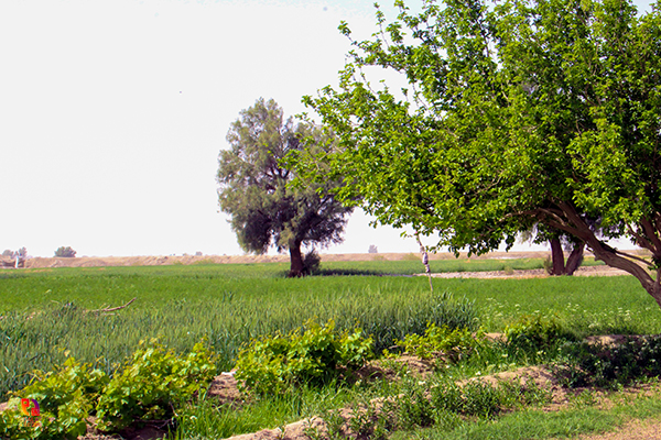 روستای علی صوفی
