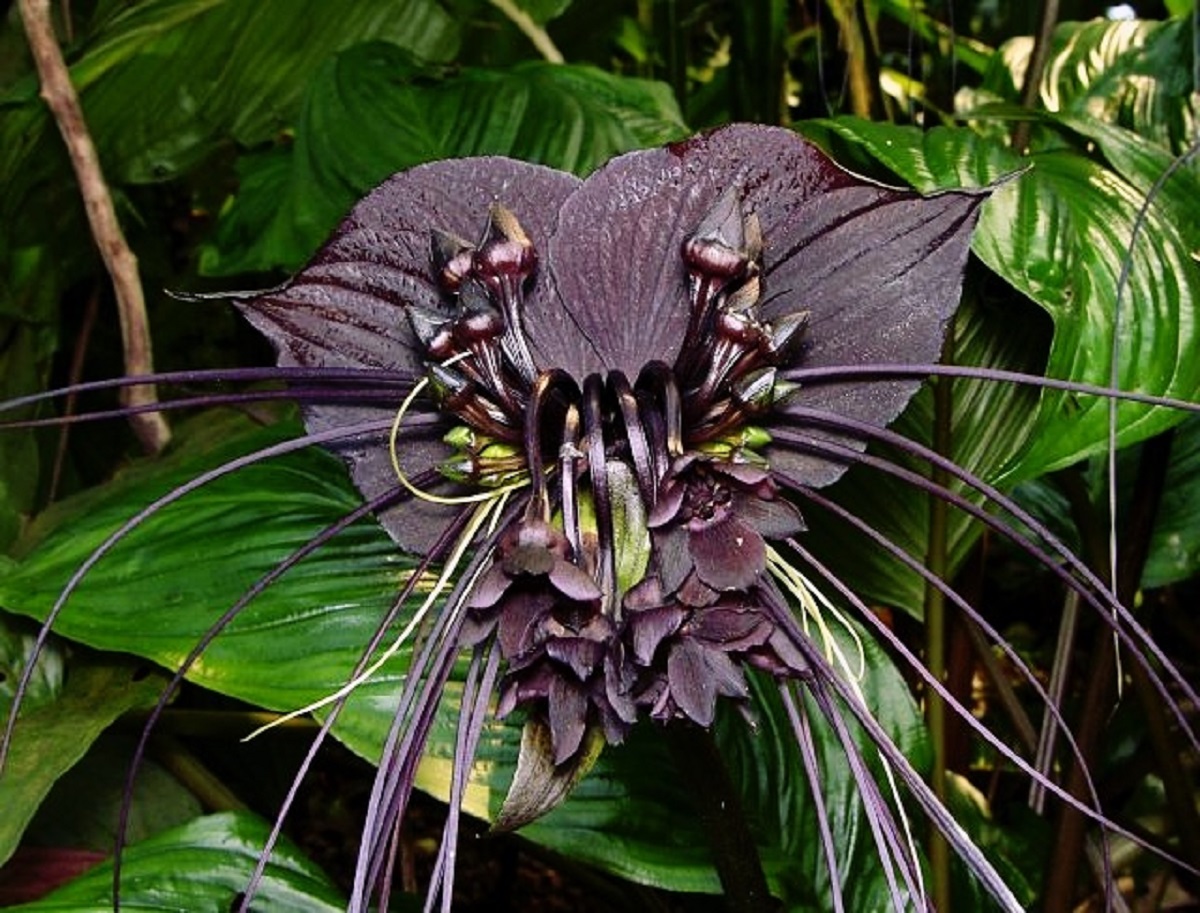 با یکی از کمیاب ترین گلهای جهان آشنا شوید: ارکیده سیاه با ظاهری شبیه خفاش!