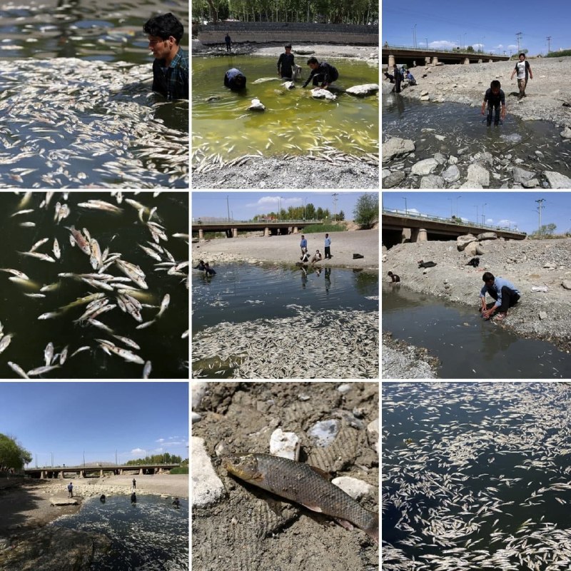 ❗️مرگ هزاران ماهی در زاینده رود اصفهان