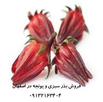 فروش بذر سبزی ویونجه در اصفهان