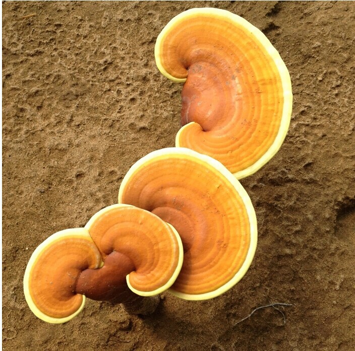 GANODERMA