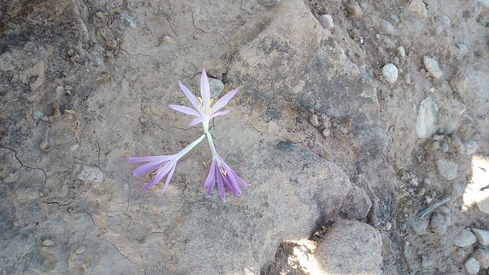 گل زیبای زعفران مانند در ارتفاعات دزفول
