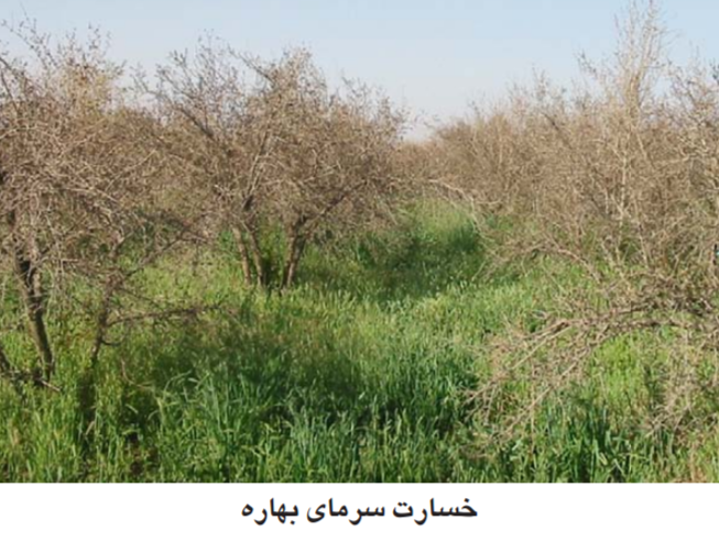 کنترل سرمازدگی در درختان انار