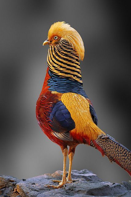 پرنده ای زیبا و رنگارنگ