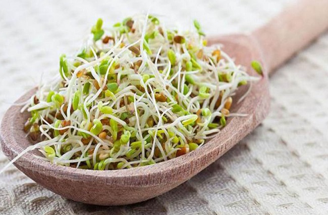 جوانه گندم