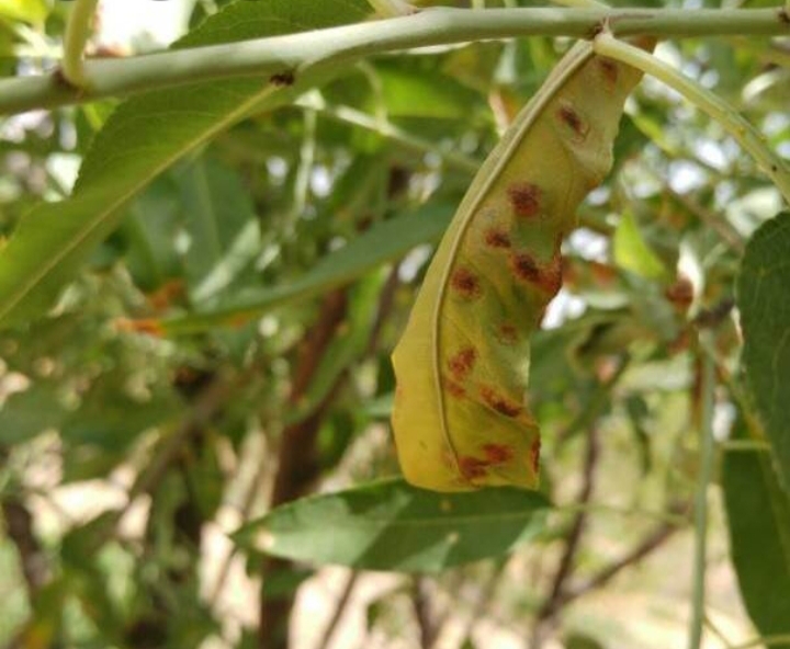 بیماری لکه آجری برگ بادام