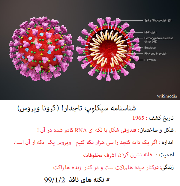 سیکلوپ تاجدار- پیشنهاد  دکتر نادر نوری 