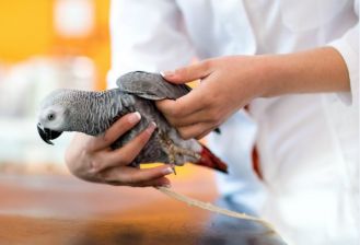 اقدامات اورژانسی برای یک طوطی کاسکو