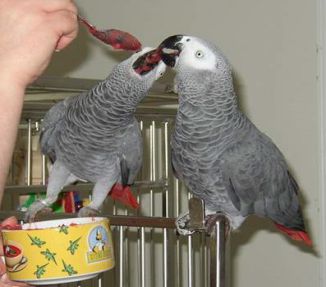 غذا دادن به دو طوطی کاسکو
