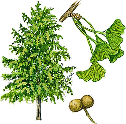 گیاه جینکگو بیلوبا
