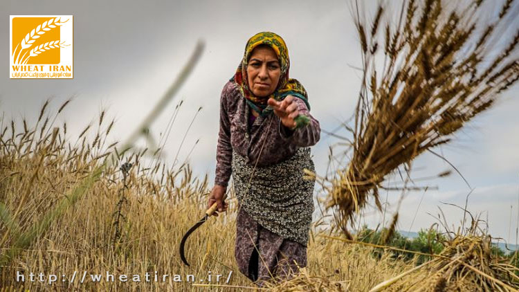وزیر جهادکشاورزی: ۹۴.۲ درصد مطالبات گندم‌کاران پرداخت شد
