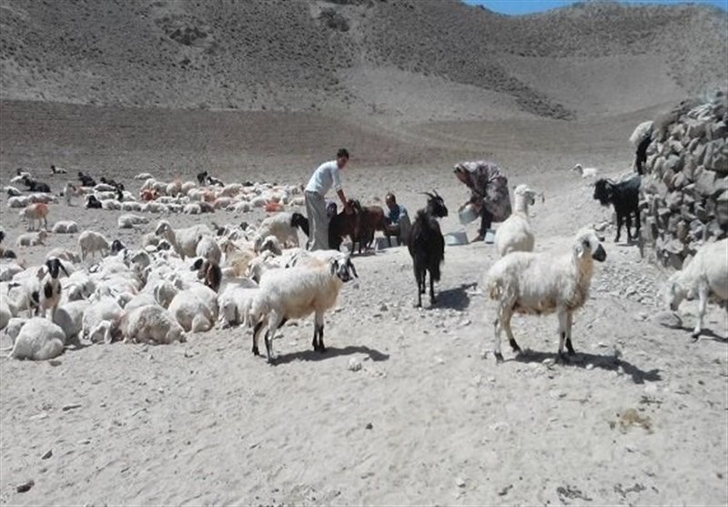 حکایت صنعت دامپروری در استان خراسان جنوبی؛ از مصرف نان‌های کپک زده تا خوراک‌ دام بی کیفیت