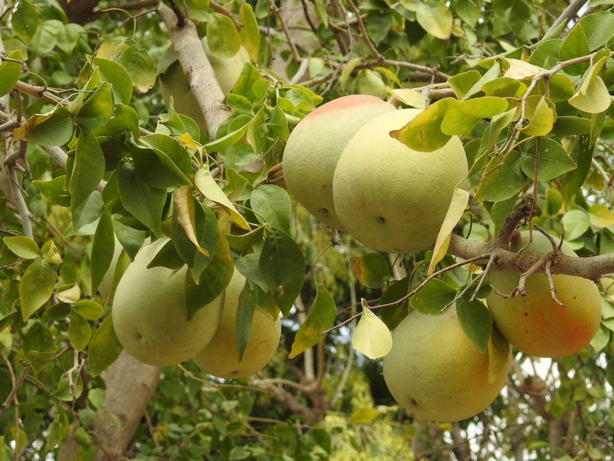 یک میوه ی بهشتی به نام بکرائی