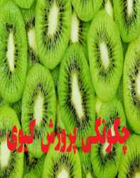 چگونگی پرورش کیوی چگونگی پرورش کیوی