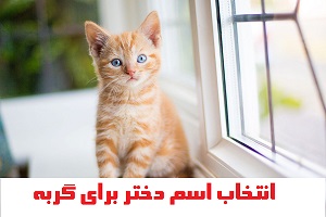 انتخاب اسم دختر برای گربه