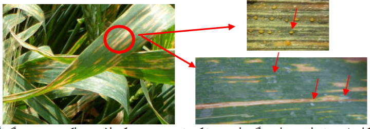 روش تشخیص لکه نواری باکتریایی گندم