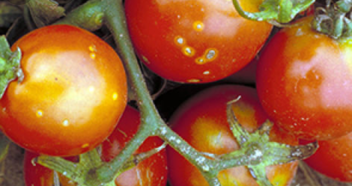 مهمترین بیماری های باکتریایی گوجه فرنگی