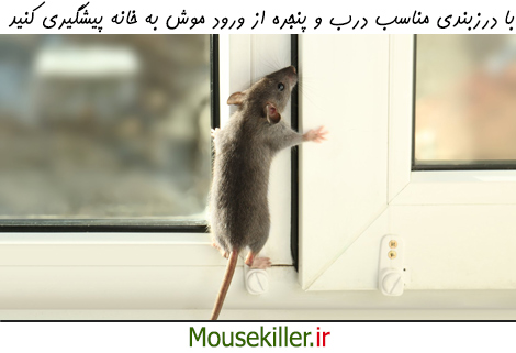 پیشگیری از ورود موش به خانه با مسدود کردن درز درب و پنجره 