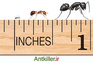 گونه های رایج مورچه