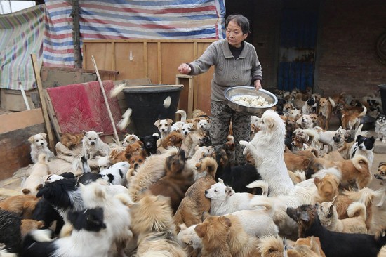 غذا دادن روزانه زنان چینی به 1300 سگ! (+ تصاویر)