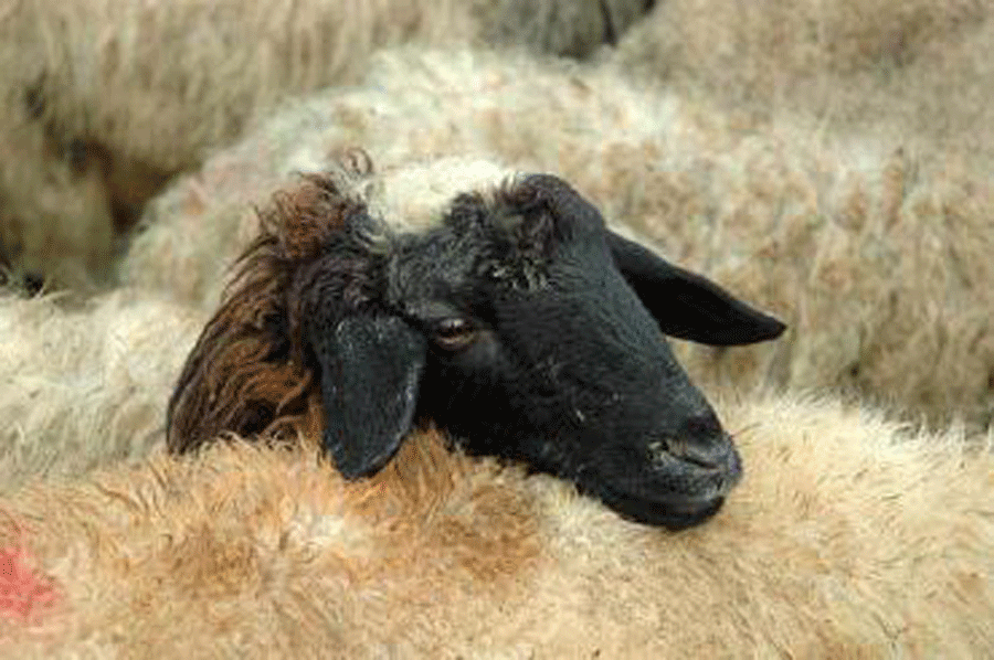 قیمت گوشت گوسفندی زنده در تهران