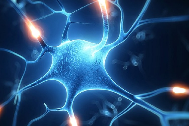 نورون و پتانسیل عمل
