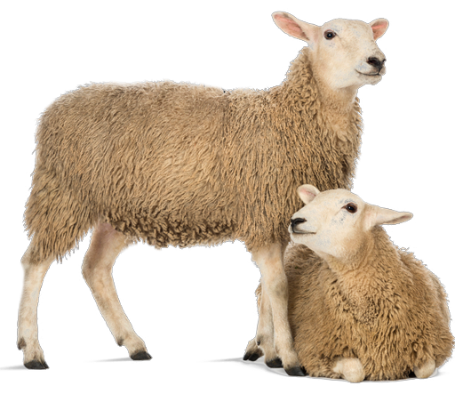 قیمت گوسفند زنده در کرج و تهران کیلویی چند